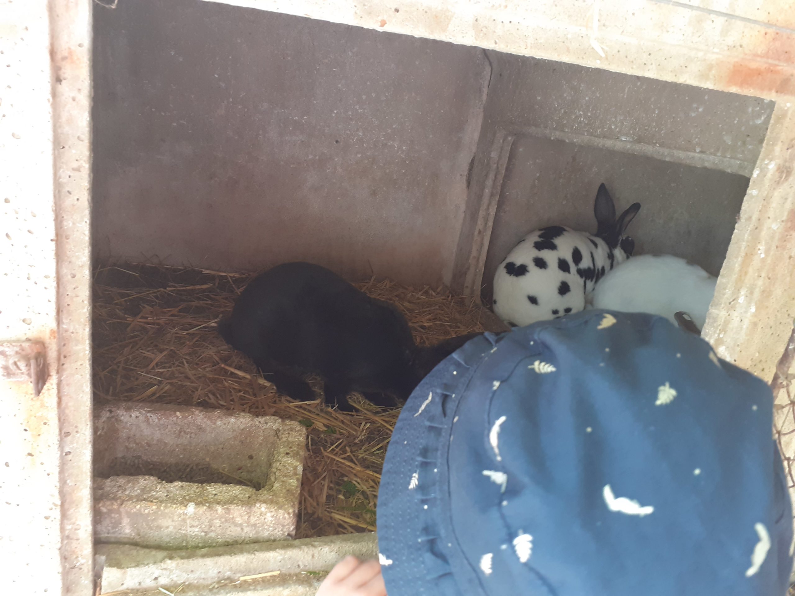 Un enfant devant une cages à lapin