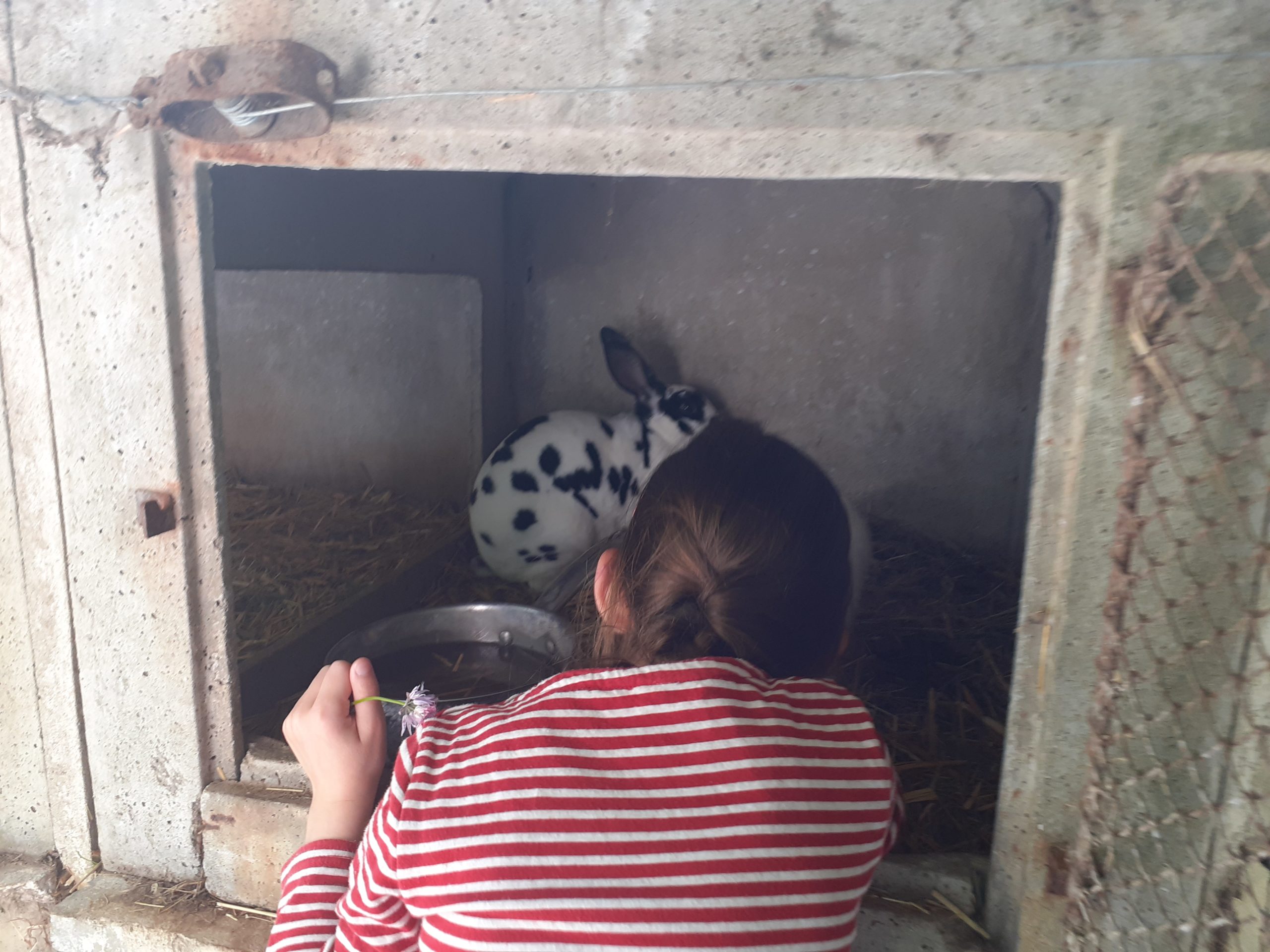 Un enfant devant une cages à lapin