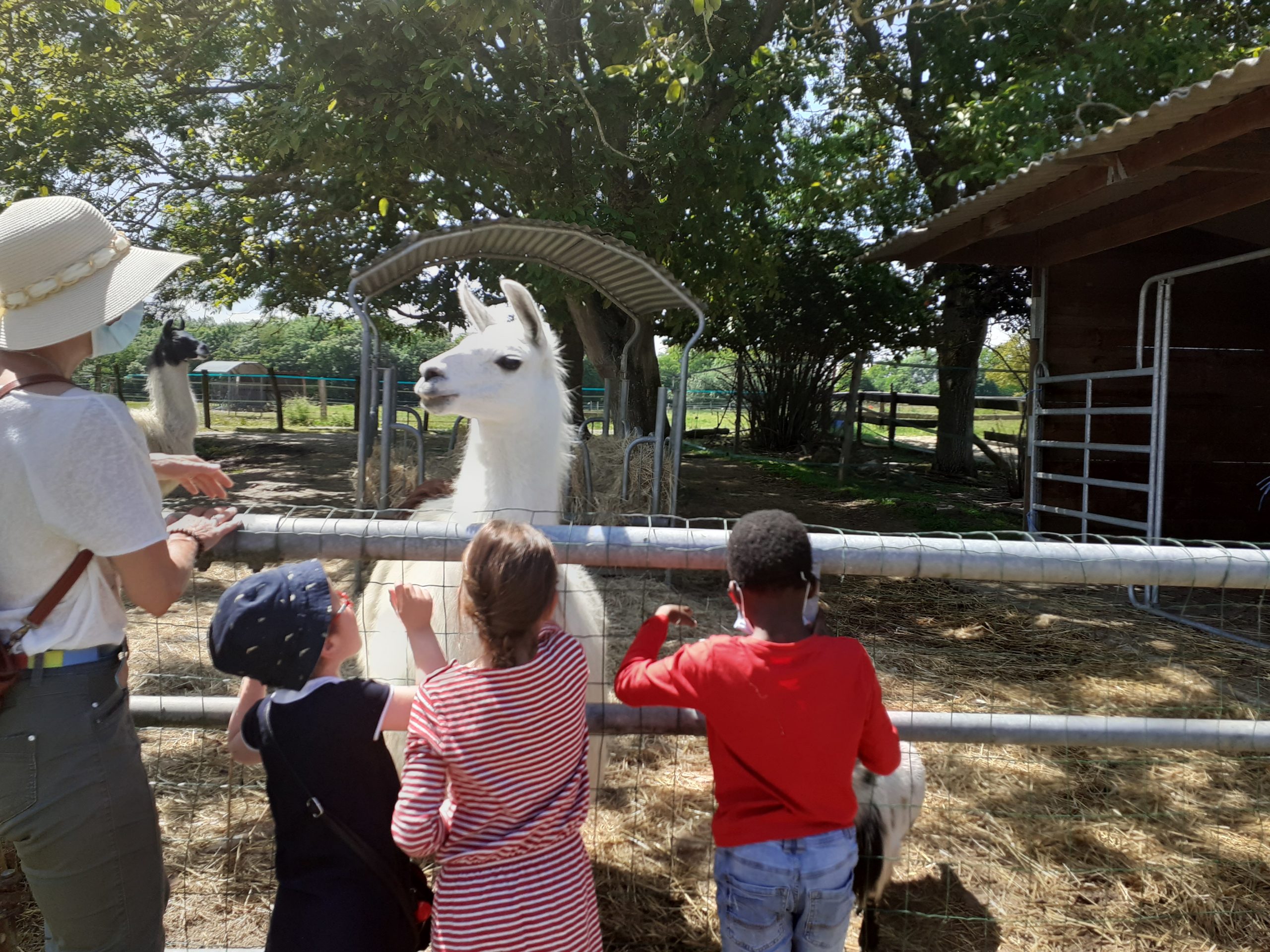 Des enfants devant un lama