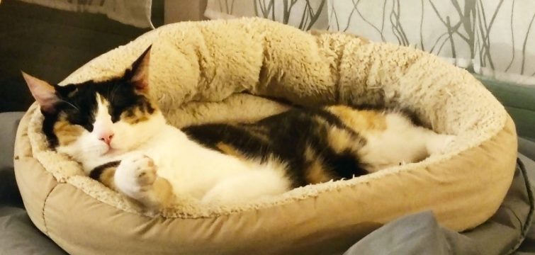 Rosa, le chat de Maëlie, dans son panier